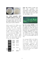 PCR과 Gel running을 이용해 대장균의 plasmid 관찰실험-4