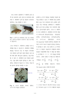 초파리 염색체관찰실험 (Genetics & Chromosome)-4