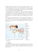개미의 생태 조사-17