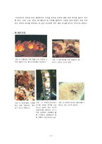 개미의 생태 조사-19