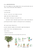 생활 속 식물 재배 및 유지관리-8