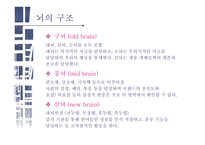 뉴로마케팅 뉴로마케팅이란 뇌과학 마케팅과 뇌과학 뉴로마케팅의 원리 뇌의 구조-8