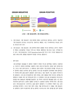[일반생물학실험]그람 엽색법에 의한 미생물의 관찰-2
