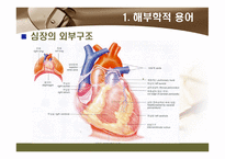 [해부학 A+] 심혈 관계(Cardiovascular System) 용어 정의 및 분석-3