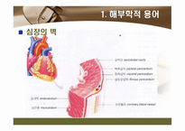 [해부학 A+] 심혈 관계(Cardiovascular System) 용어 정의 및 분석-8