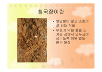 [식품영양] 청국장의 영양성분 및 효능에 대한 분석-3