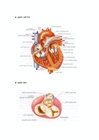[해부학 A+] 심혈 관계(Cardiovascular System) 용어 정의 및 분석-3