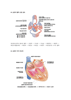 [해부학 A+] 심혈 관계(Cardiovascular System) 용어 정의 및 분석-5