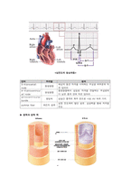 [해부학 A+] 심혈 관계(Cardiovascular System) 용어 정의 및 분석-6
