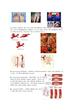 [해부학 A+] 심혈 관계(Cardiovascular System) 용어 정의 및 분석-14