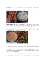 [환경] 화학 레포트 Gram staining-6