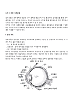 눈의 구조와 시각과정-1