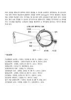 눈의 구조와 시각과정-3