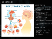 a++++ 칭찬받은 과제 신경계 뇌종양 뇌하수체 종양 수술간호 ppt 프레젠테이션 신경계란? / 뇌 / 뇌하수체 /뇌종양 /뇌하수체 종양 및 증상/경접형동 접근법 TSA/수술 과정/수술 전,후 간호/합병증 (해외논문)/합병증 예방 간호/퇴원 교육-7