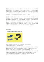 스쿠버 다이빙 레포트-5