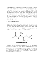 운동생리학_장시간 운동 시 나타나는 3가지 에너지 시스템에 대하여 시간의 흐름에 따라 구분하여 설명하시오-4