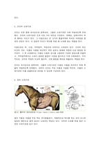 방송대 가축번식생리학-6