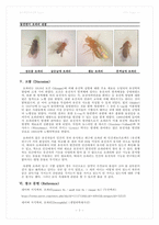 실험 13주차_야생형 및 돌연변이 초파리 관찰 결과 Report-7