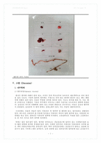 마우스의 해부 및 기관 관찰 결과 Report-7