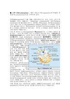 [생명과학]원핵세포와진핵세포의차이점-2
