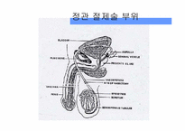 피임 레포트-5