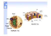 단백질과 건강 레포트-16