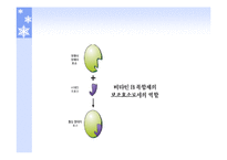 [생활건강]식품의 특수성분-17