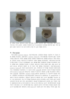 [식품분석] 콩가루, 메주가루, 청국장 가루, 된장가루 수분함량과 조회분-8