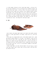 [서양복식사] 중세 복식에 반영된 기사문화-9