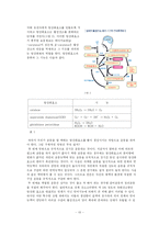 활성산소가 인체에 미치는 영향-13