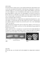 식품가공학 실습보고서2 반죽팽창실험-2