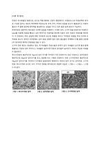 식품가공학 실습보고서4 고구마전분 제조실습-2