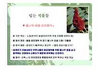 [웰빙]식물과 웰빙 소비트렌드-6