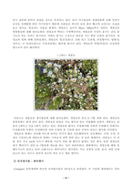 [식물분류학] 식물분류 형질의 종류와 설명을 기술하고 각 분류형질의 장단점을 비교하여 기술하시오. 쌍자엽식물 1종, 단자엽식물 1종을 선정하여 각 식물의 영양-6
