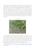 [식물분류학] 식물분류 형질의 종류와 설명을 기술하고 각 분류형질의 장단점을 비교하여 기술하시오. 쌍자엽식물 1종, 단자엽식물 1종을 선정하여 각 식물의 영양-7