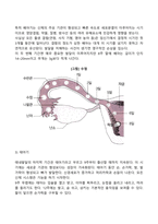 태내 발달 단계를 기입하고 각 단계에 대해 설명하시오-2