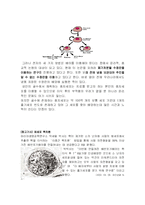 줄기세포(stem cell) 줄기세포연구-5