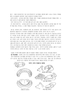 [유아 교육과정] 치아 교유계획안-5