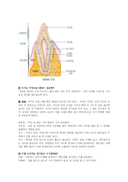 [유아 교육과정] 치아 교유계획안-7