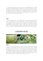 [제과제빵] 제과제빵과 한약재-4
