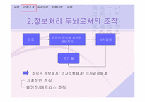 [조직행동론]두뇌로서의 조직에 관한 이해-6