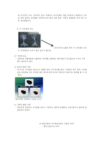 [유아교육개론] 조기교육과 적기교육-3