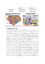 [학사] [생명과학] membrane synthesis&transport-3