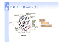 [생체학] 생체역학의 개요-15