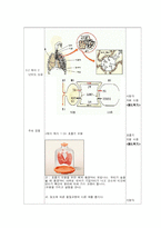 [교육공학] 롸이거루스(Reigeluth)의 정교화이론-10