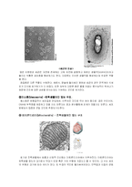 [미생물학, 자연과학,] 미생물의구조와 기능-6