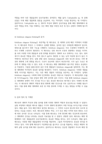 해조류의 생태적 특성과 관찰 결과 분석 동식물 분류학 실험의 새로운 접근-5