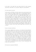 세균의 세계 Gram 염색법을 통한 미생물 분류와 각 세균의 특성 탐구-11