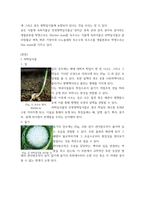 식용작물학2 ) 옥수수와 콩의 잎, 줄기, 뿌리 내부구조의 공통점과 차이점을 설명하시오-3