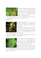 식용작물학2 ) 옥수수와 콩의 잎, 줄기, 뿌리 내부구조의 공통점과 차이점을 설명하시오-4